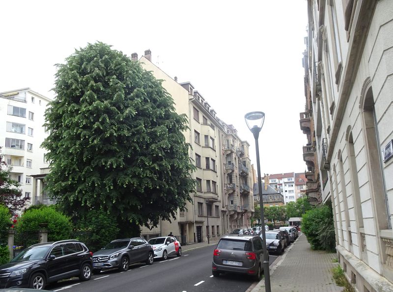 Fichier:6, rue Twinger, Strasbourg, 2018, vue d'angle éloignée.jpg