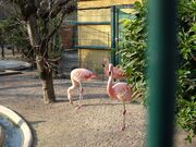 Les flamands roses