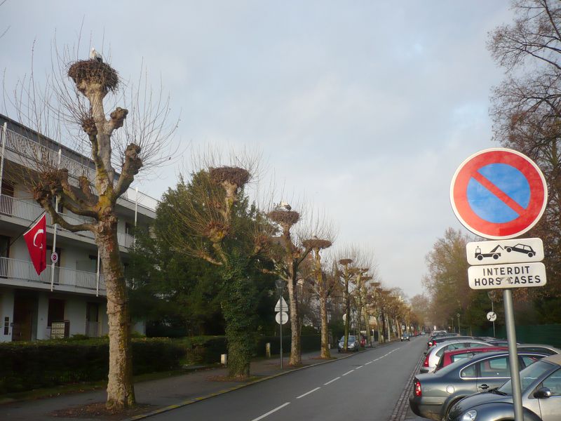 Fichier:19 Boulevard de l' Orangerie Strasbourg 37075.jpg