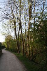 chemin et arbres le long du canal dans la partie nord du parc