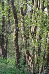 arbres le long du canal