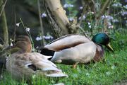 couple de canard (autre vue)