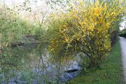 floraison au printemps le long du canal au Printemps]]