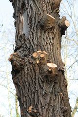 tronc d'arbre dont les branches ont été coupé