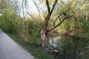 arbre remarquable avec héron sur une branche en haut à droite